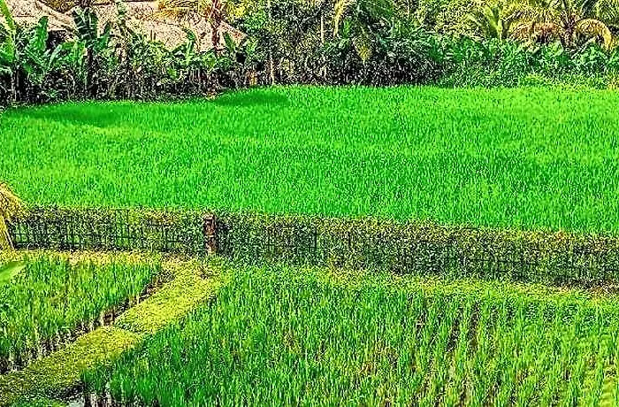 Dukuh Ubud 4* Payangan